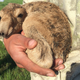 Un salga recién nacido en la zona de Kazajistán. Royal Veterinary College